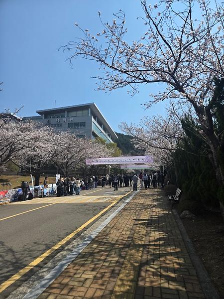 벚꽃